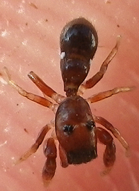Peckhamia picata